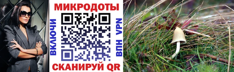 Галлюциногенные грибы Psilocybine cubensis  Кашин 
